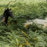Wenn Pferde frei durch die Natur rennen..