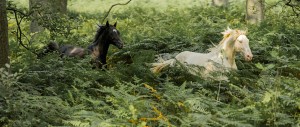 Wenn Pferde frei durch die Natur rennen..